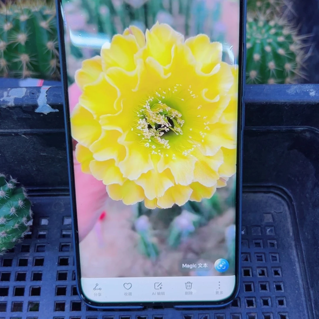 下48彩草精灵歪无根侧芽4公分左右20包邮