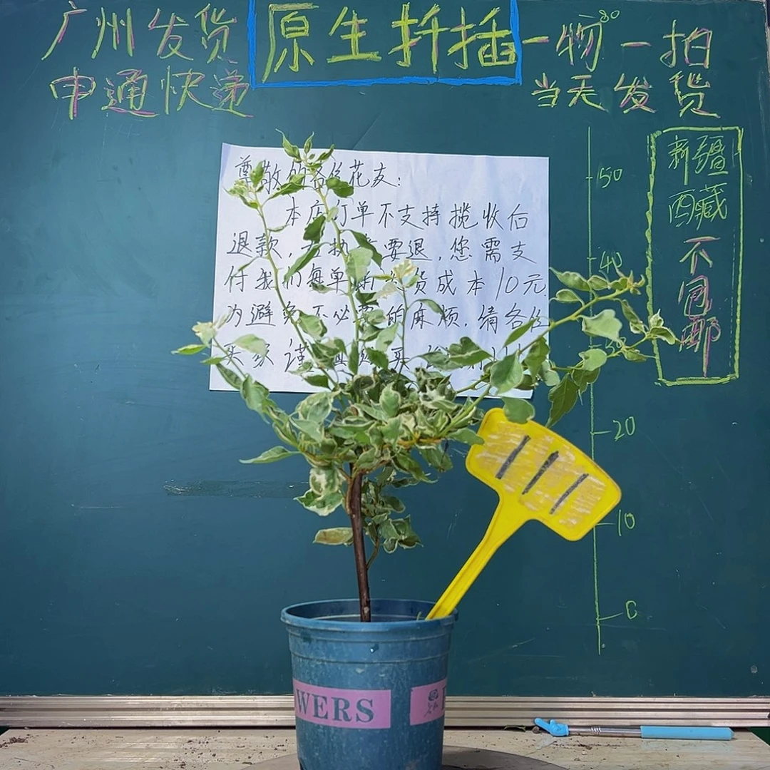 当前无花栽培后可以开花  射线鱼  111