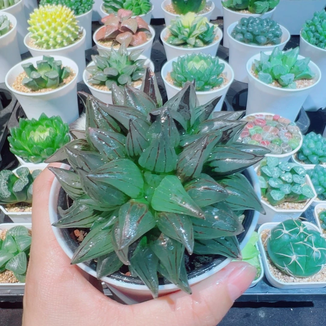 多头西瓜寿的少88899