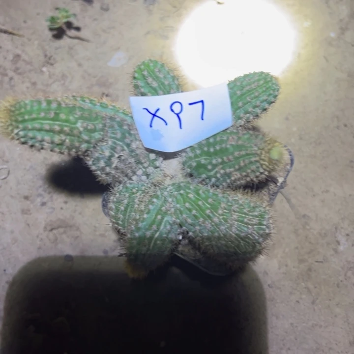 9***媛X97双色金妞有坠化45