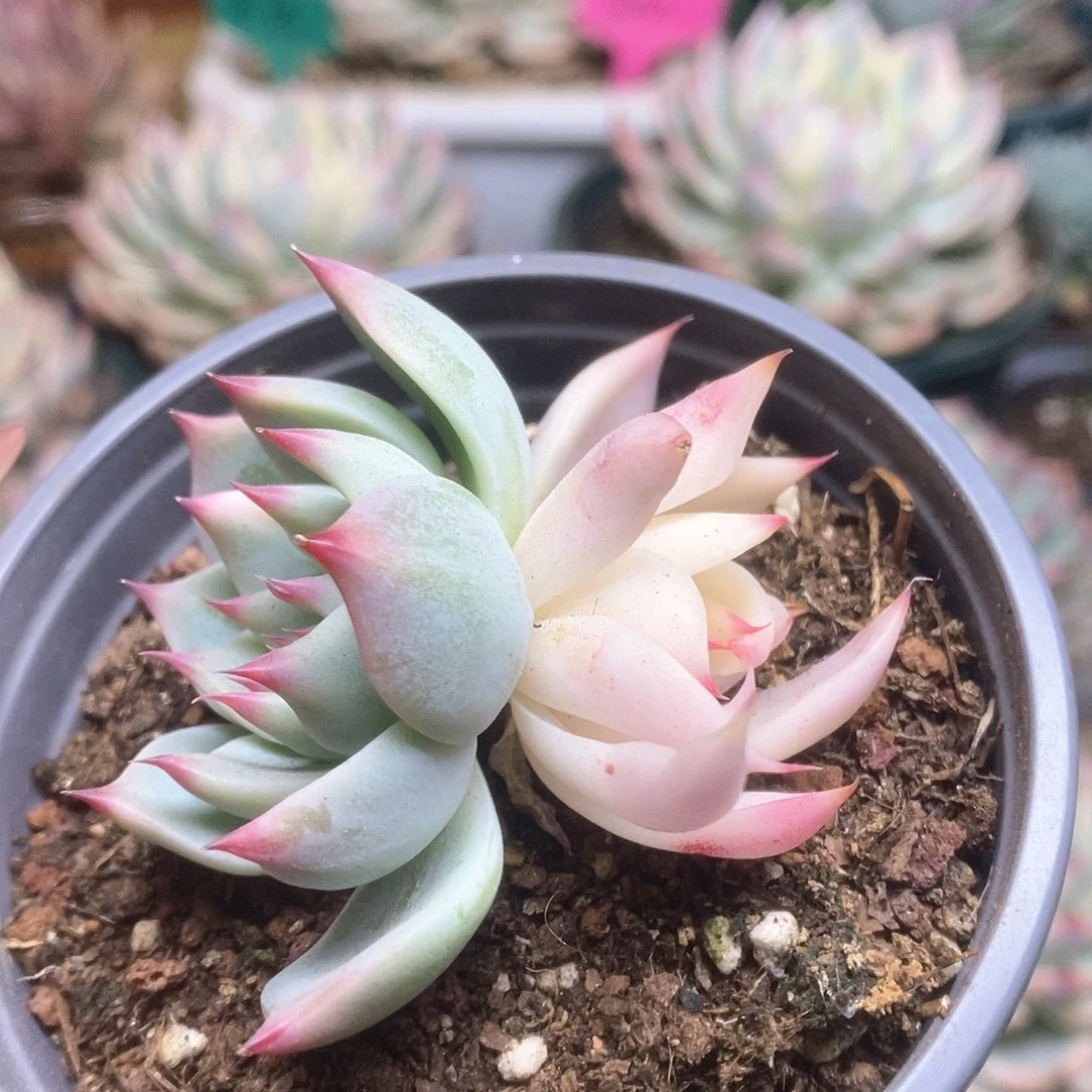 ，*号060锦锦锦锦锦