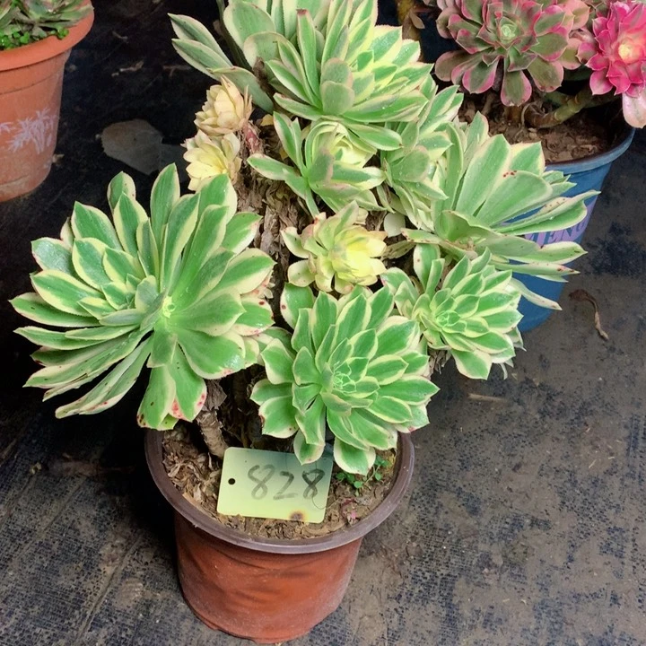 828艳凝多肉一物一拍