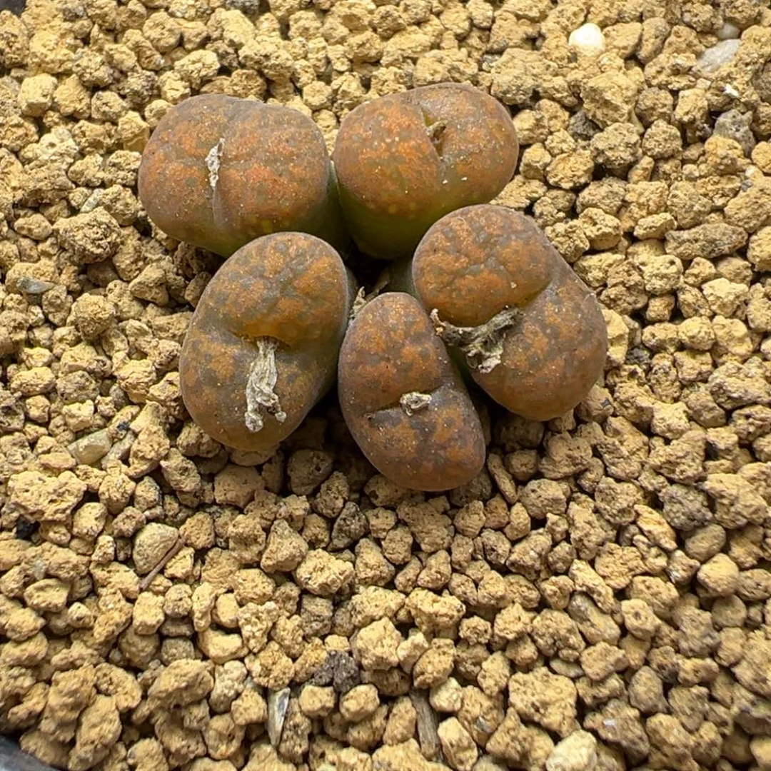 5-38肉锥多肉植物