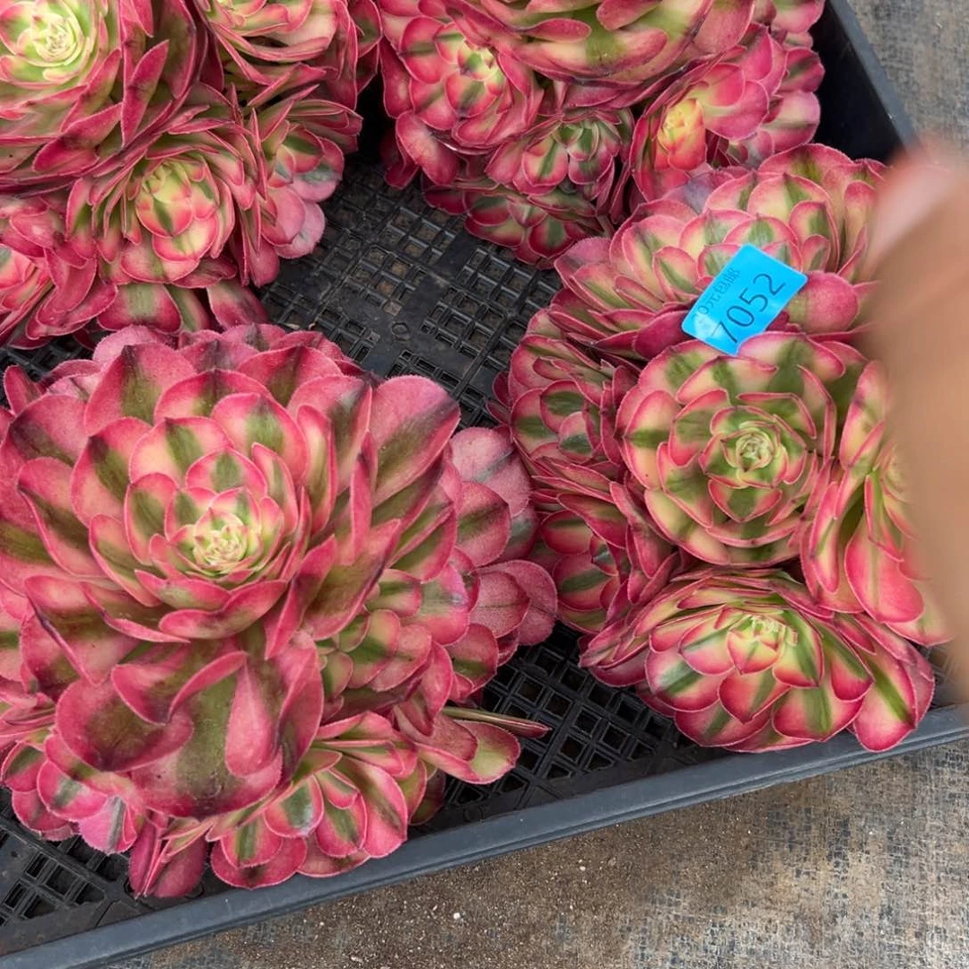 7052红荔枝无根多肉捧花一颗