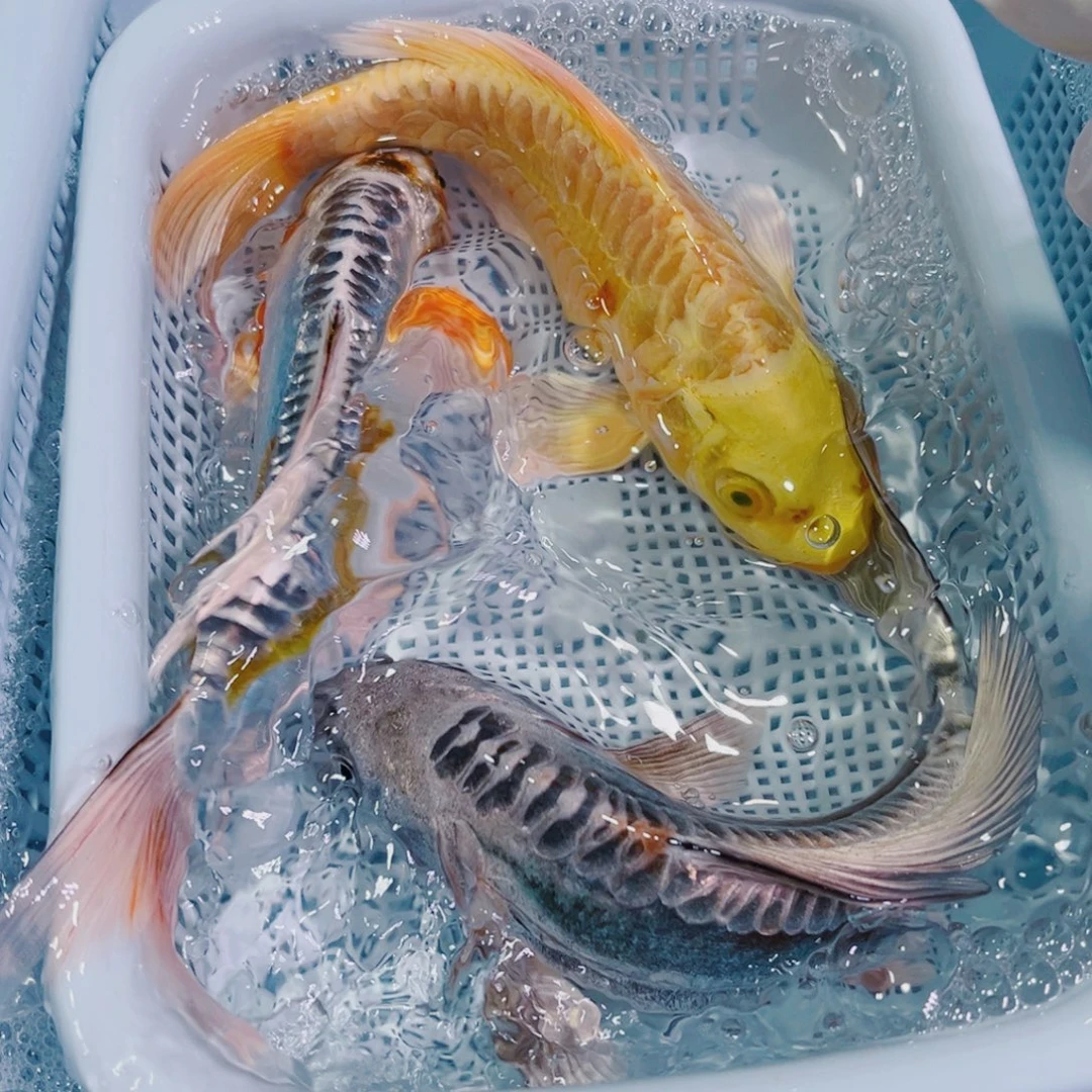 锦鲤锦鲤冷水鱼观赏145