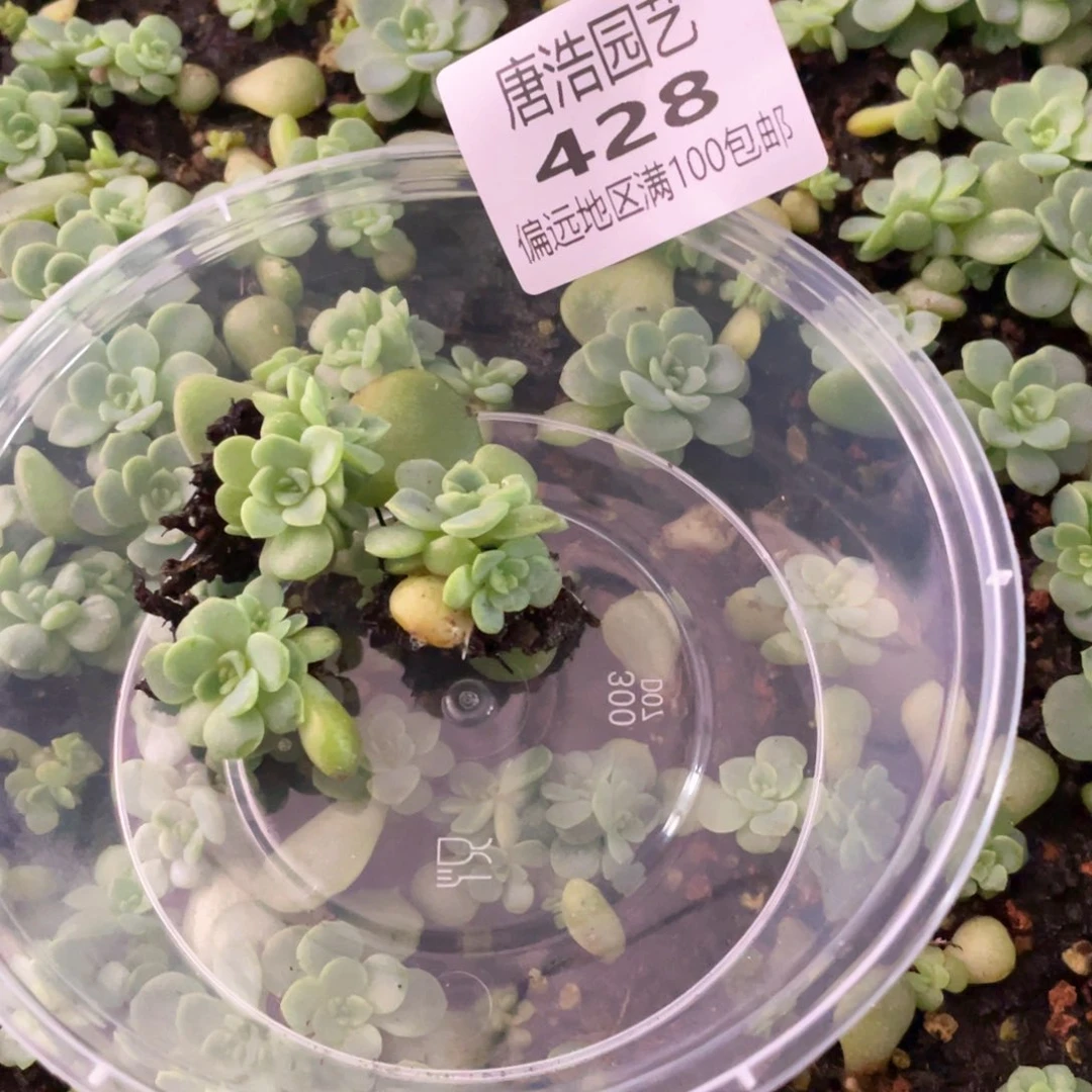 狗***板西米露4号一物一拍428