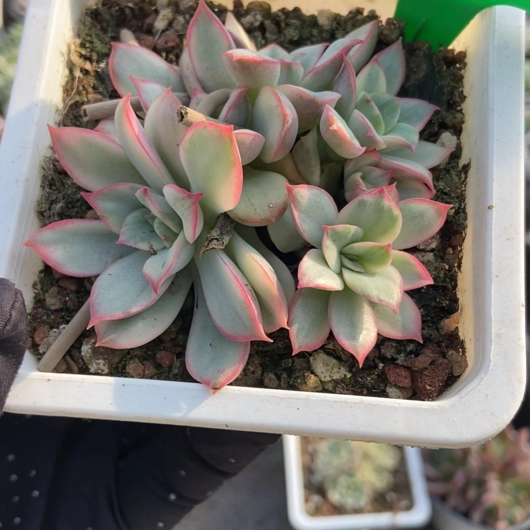 454月光女神锦多肉植物