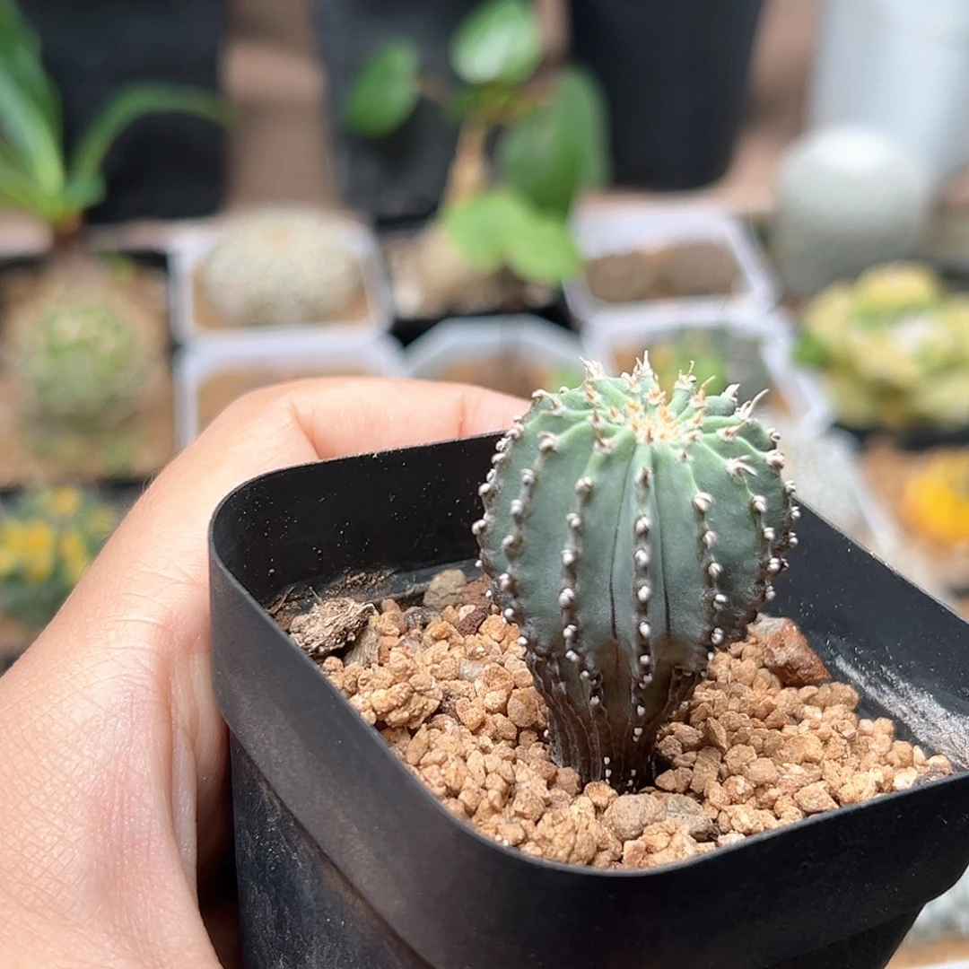 无花朵薄叶花龙实生球2.9CM