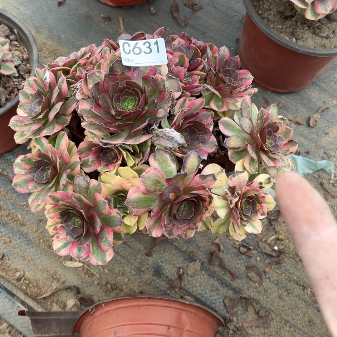 闲****631雨荷多肉植物法师