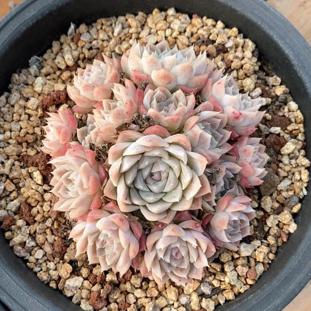 精品多肉一物一拍1