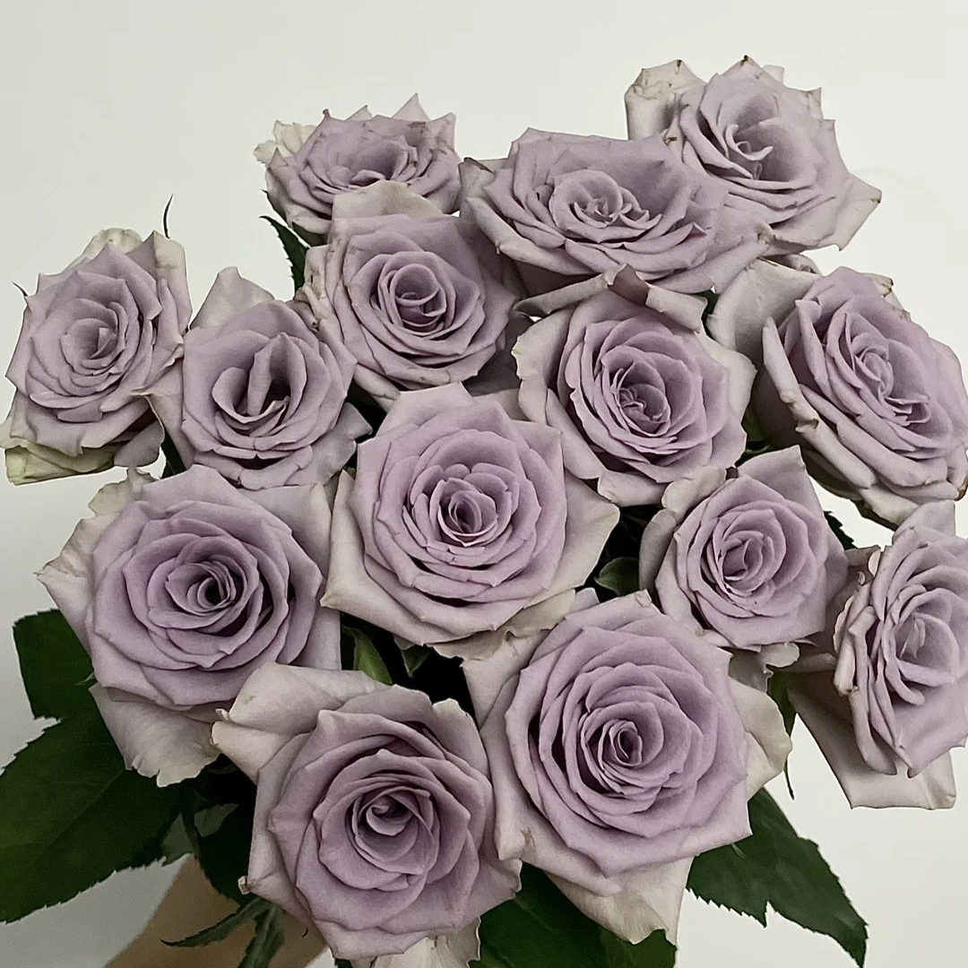 震惊蓝玫瑰   居家办公优选《东北基地发货》