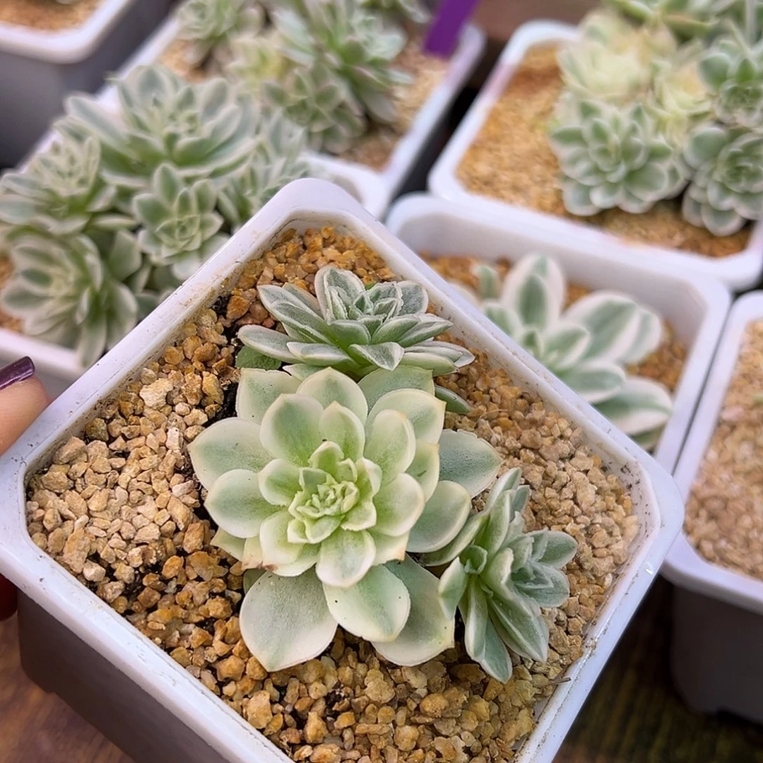 山地玫瑰锦秋夕1178号