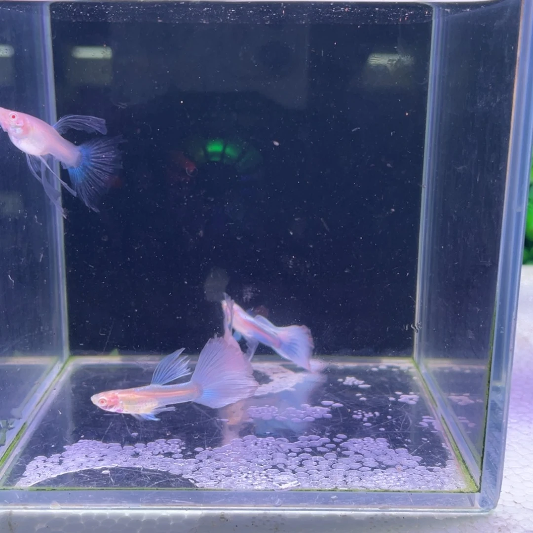 孔雀鱼蓝白c2对所见即所得
