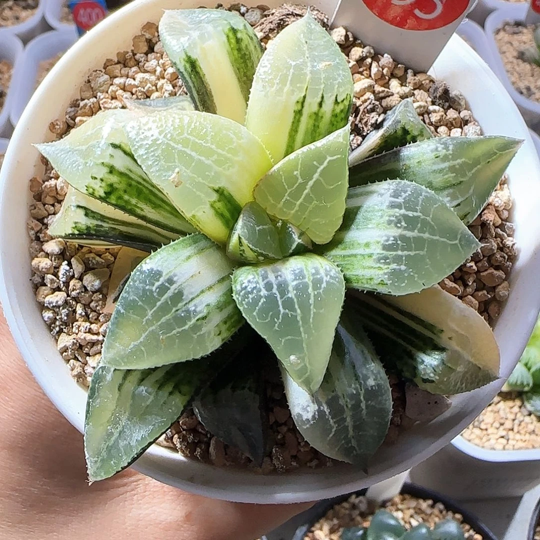 493号实生寿锦一物一拍带盆土