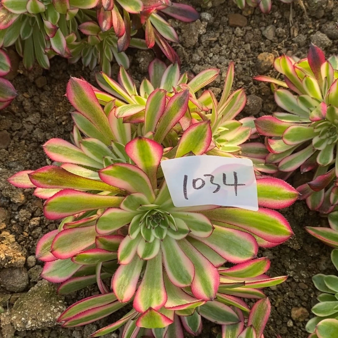 1034黑天鹅朵朵缀10厘米多肉量拍