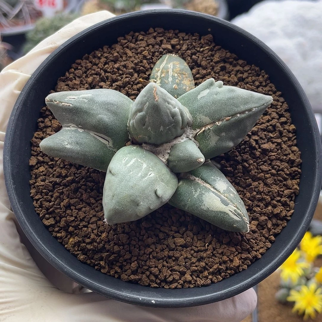 蛋尤变异牡丹仙人球