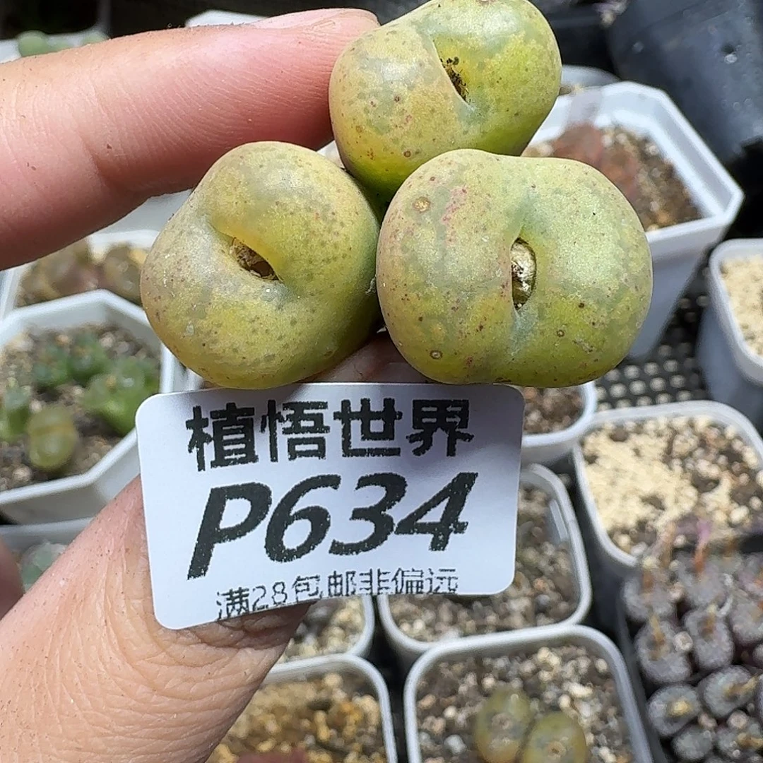 多肉植物的人生fhhj