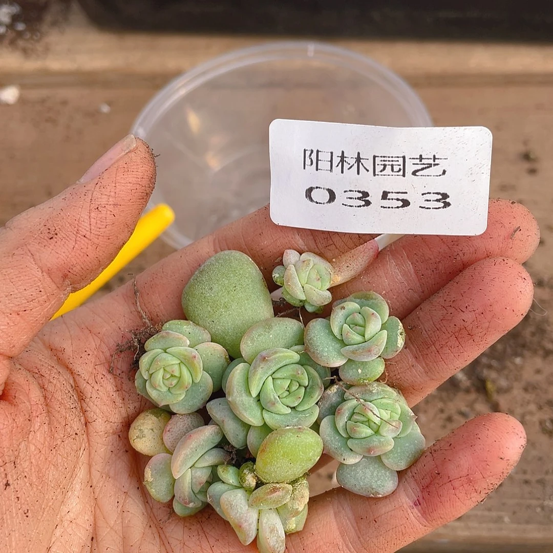 多肉植物多肉植物353