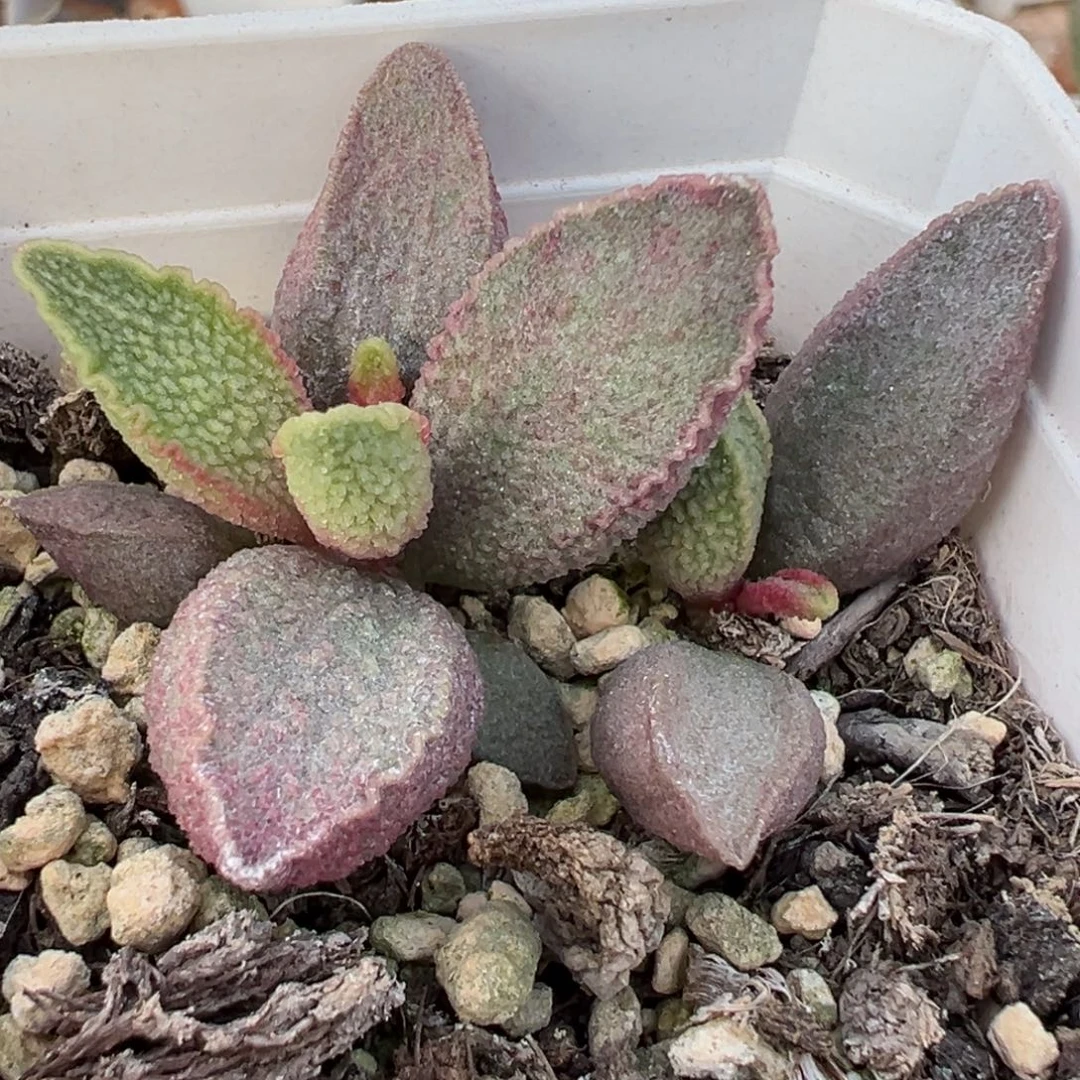 粉红小猪多头纯木质桩多肉植物