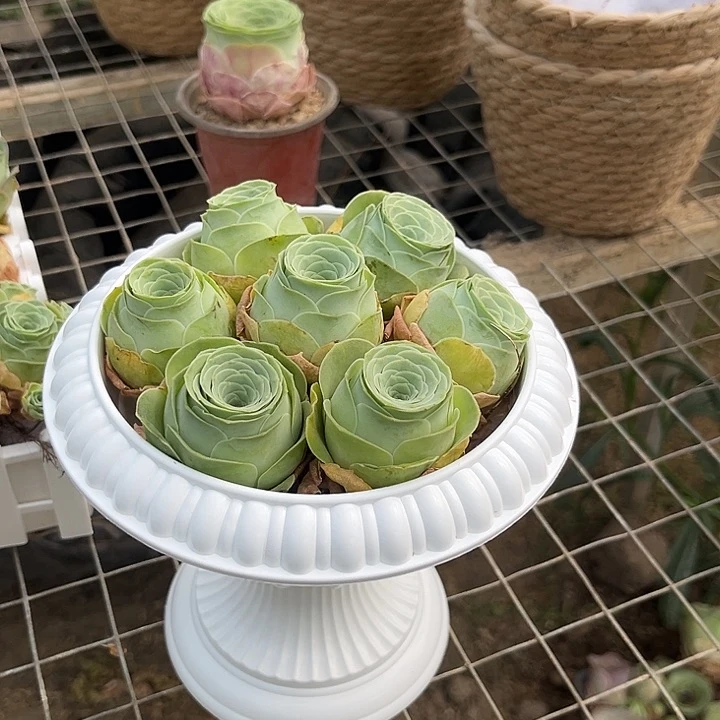 水蜜桃玫瑰7个带罗马盆