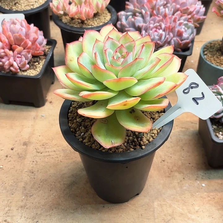 多肉植物，晨露82号