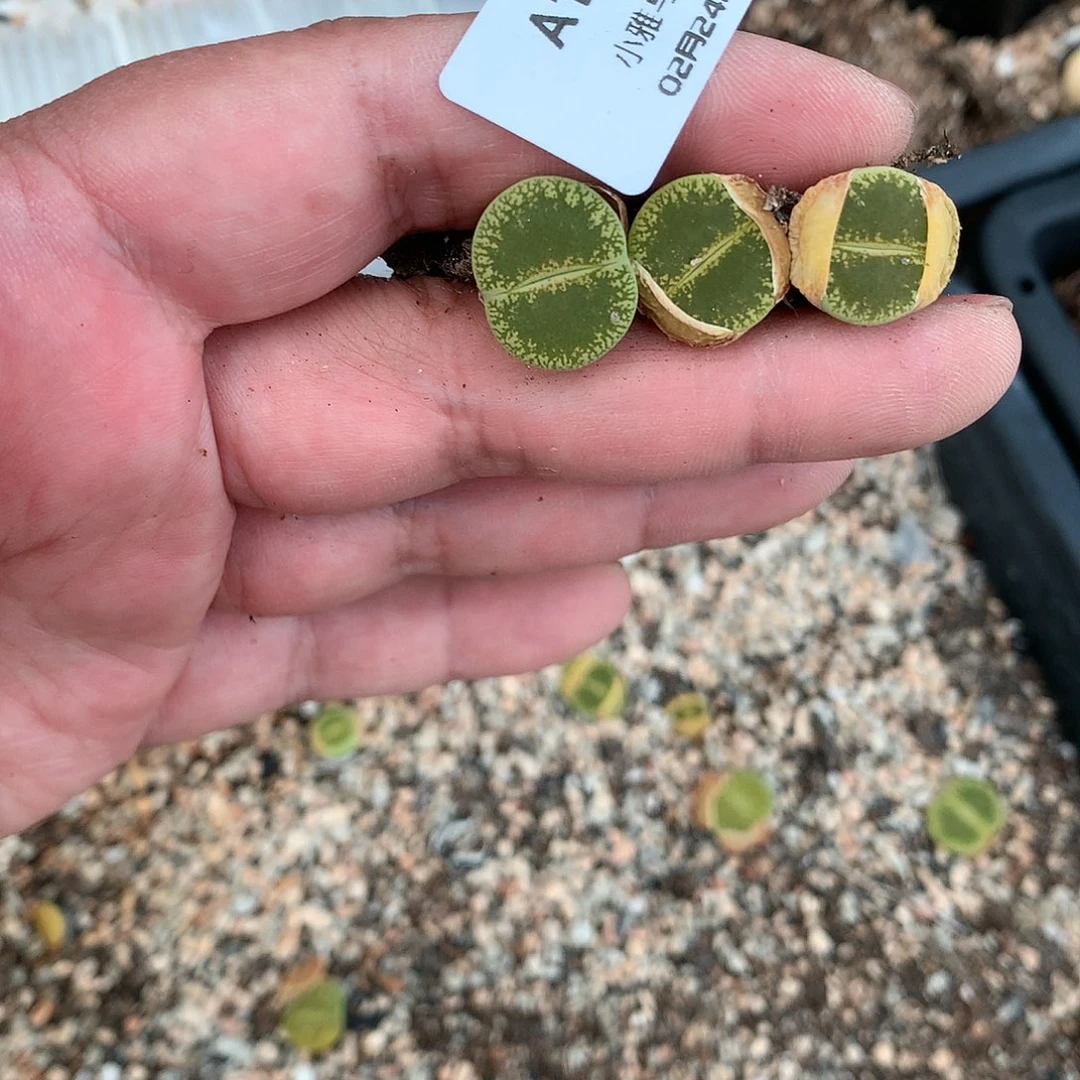 偉*A133多肉植物保护研究所