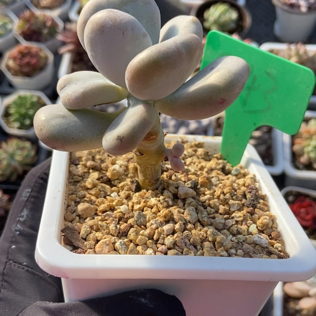 843奶酪石化多肉植物保护