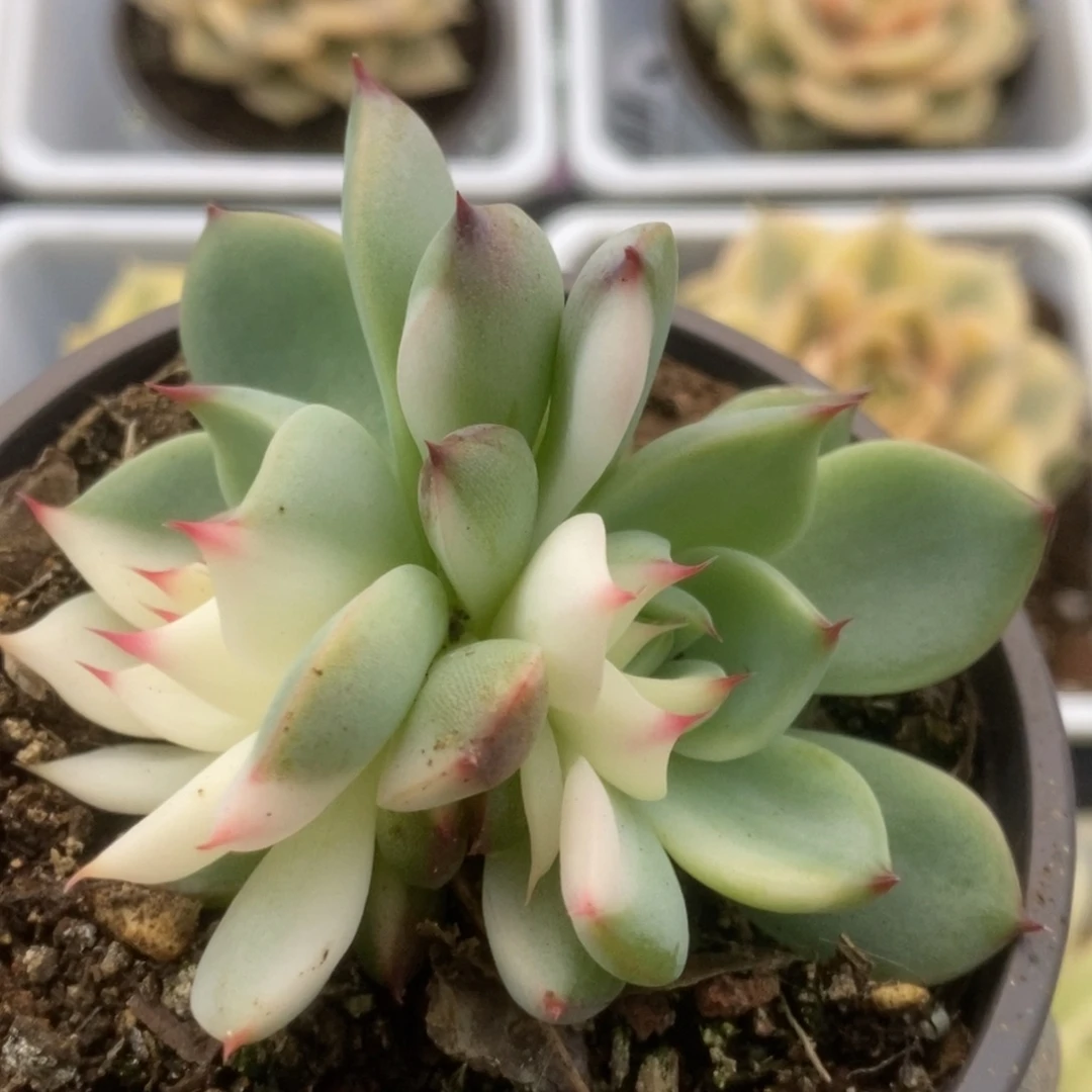 284锦锦锦锦锦锦锦锦