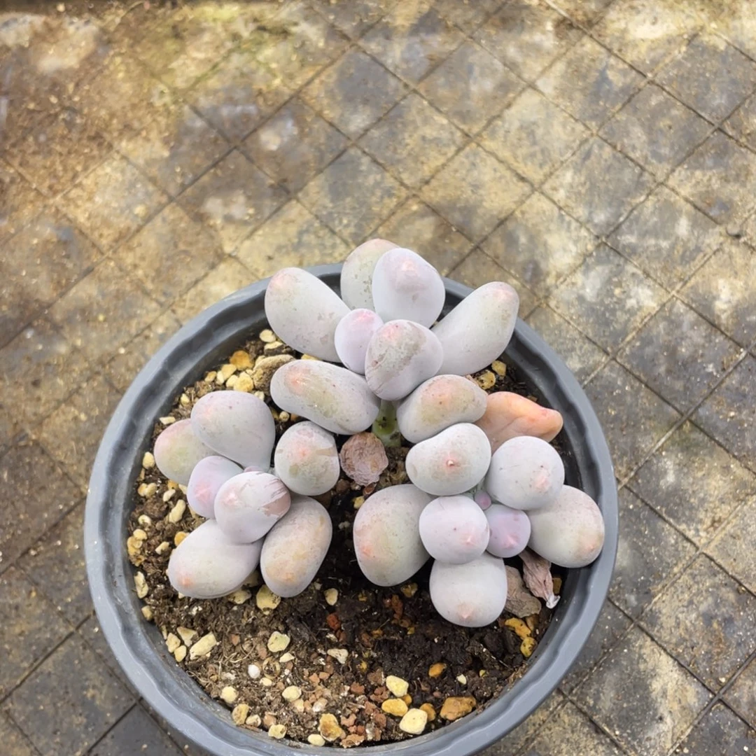 白***兔米可奶差价多肉植物