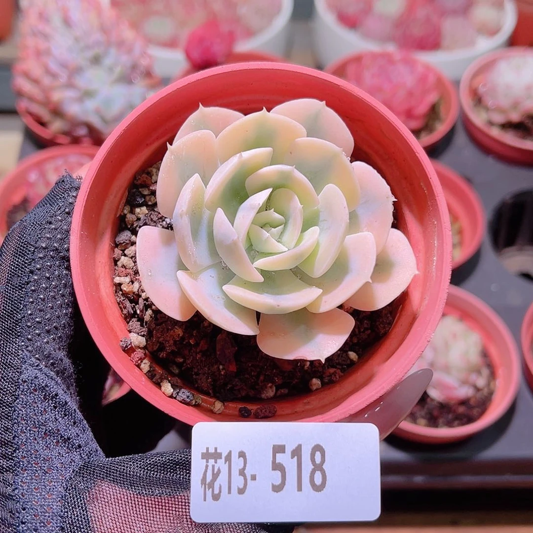 花利美13-518鲁氏锦