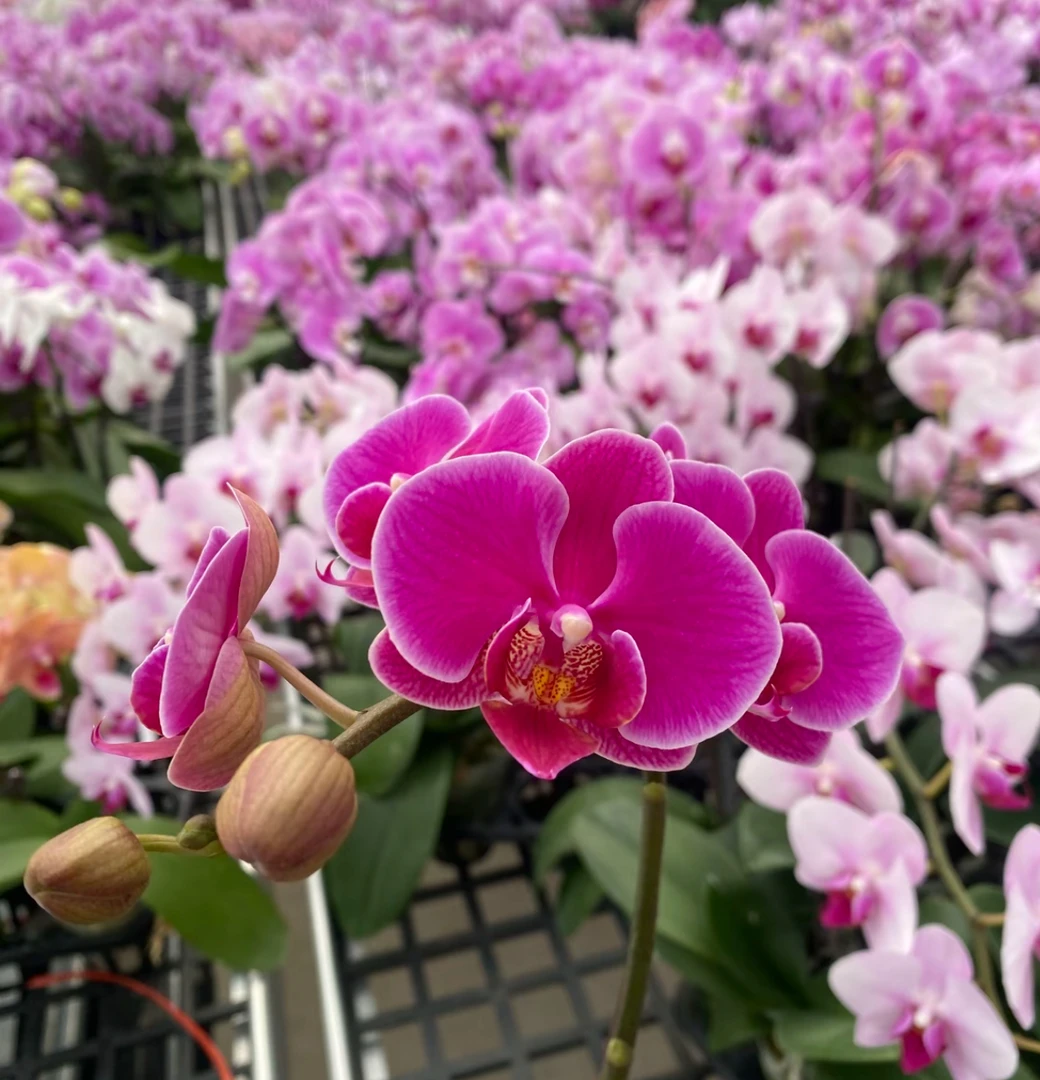 高品质蝴蝶兰【小红桃】带花剑带花苞四季开花室内好养