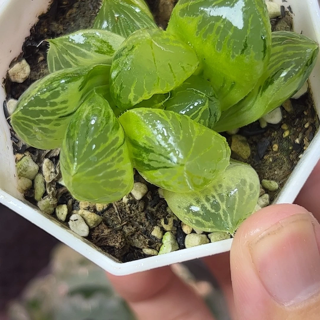 三鲜寿锦十二卷多肉