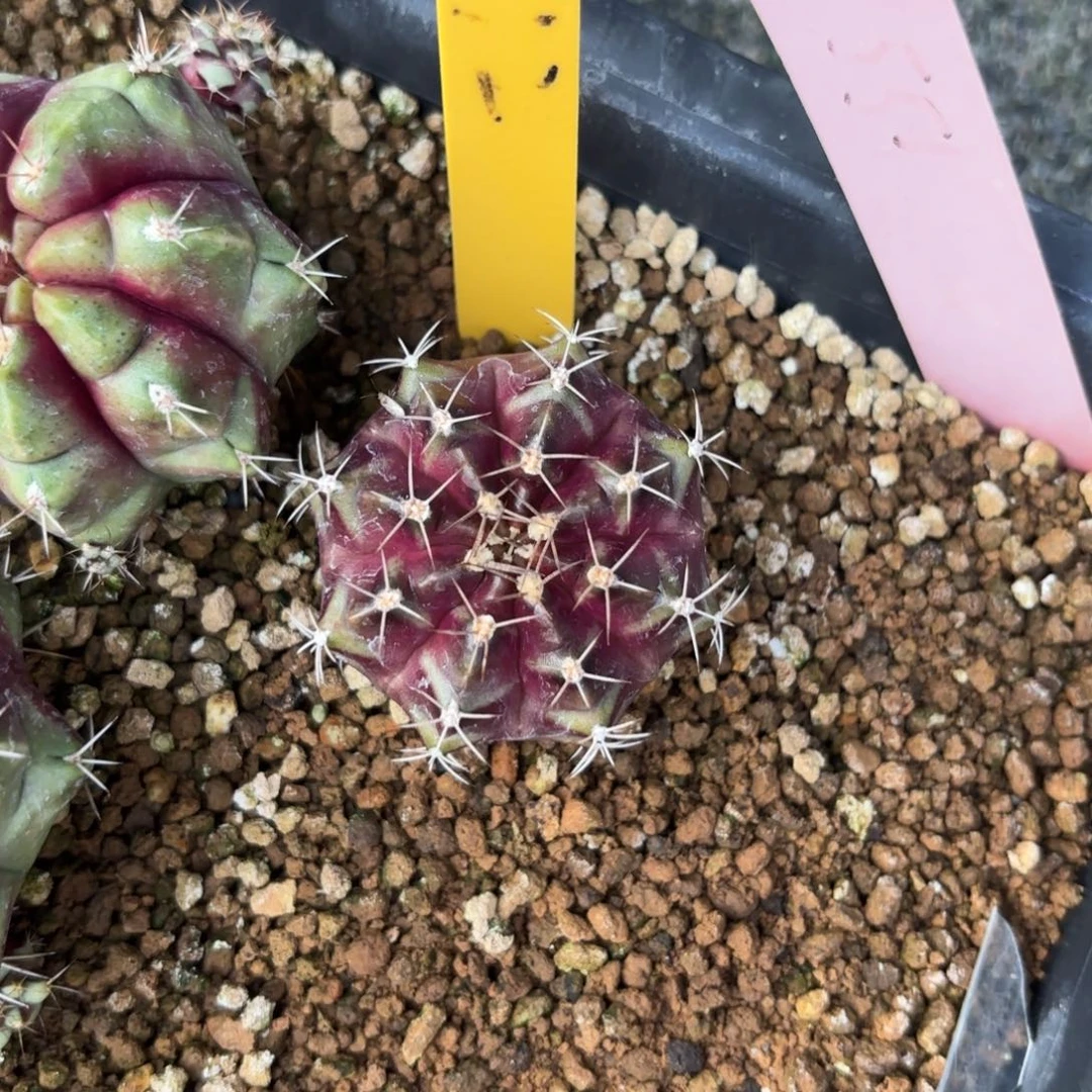 L536-1215泰国发货 姹露紫