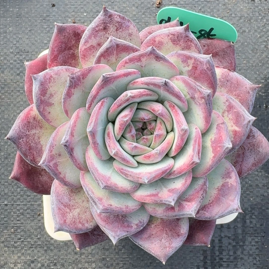 从前慢多肉精选编号0104.85