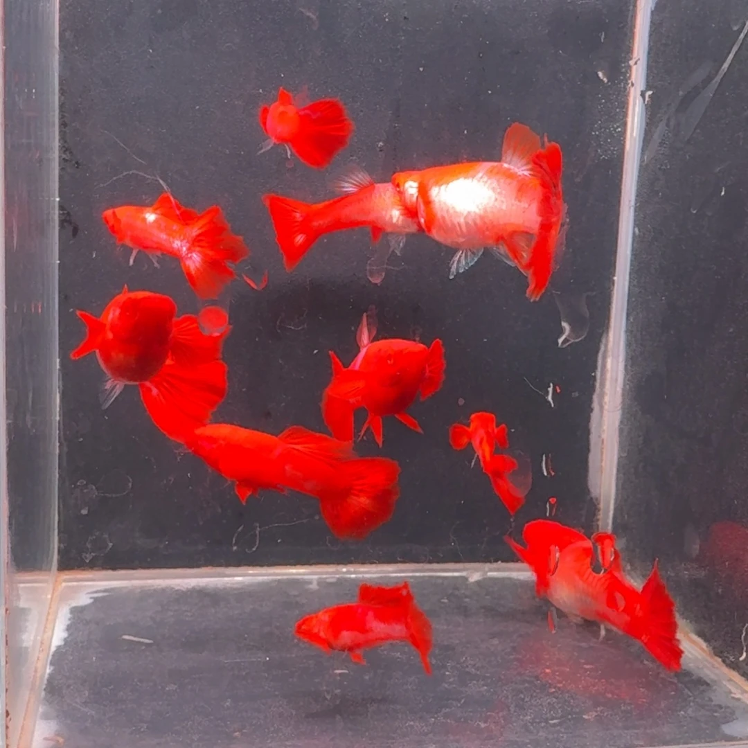 孔雀鱼瑕疵双分水5对赠一公 不死不包损