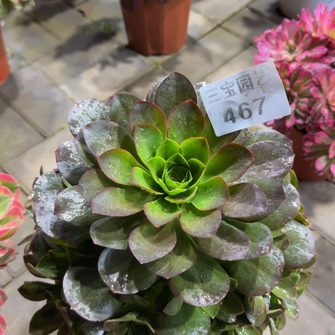 多肉植物467美金