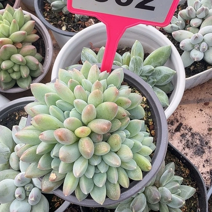 七彩三色奶糖一物一拍302