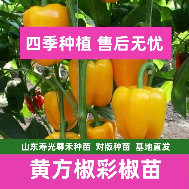 黄方椒彩椒辣椒苗四季开春福利带土发货穴盘辣椒苗寿光苗场直发