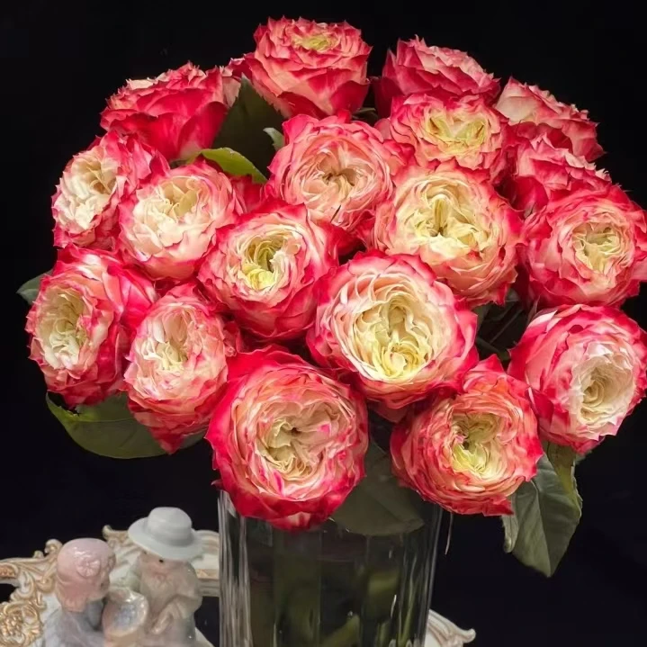 【苹果杰克 单头玫瑰花】10枝 冷丰鲜花基地直发