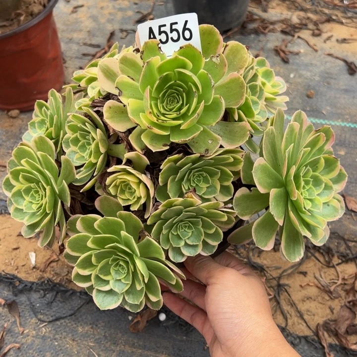 奶白微瑕多肉植物556.