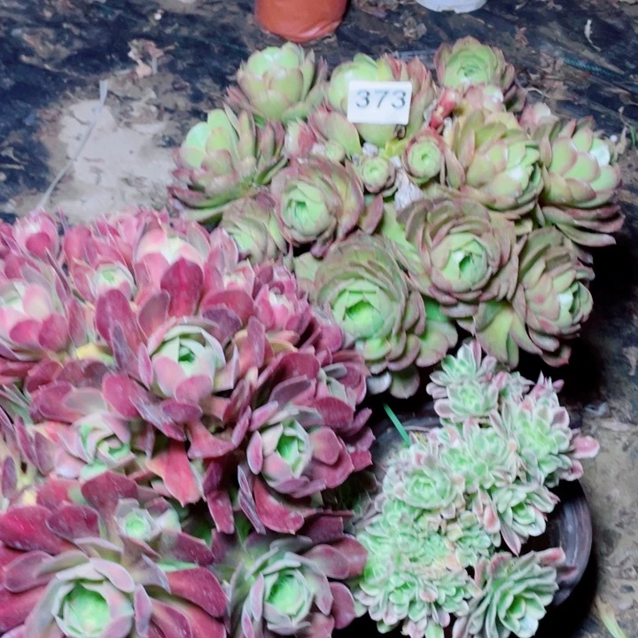 多肉植物组合373