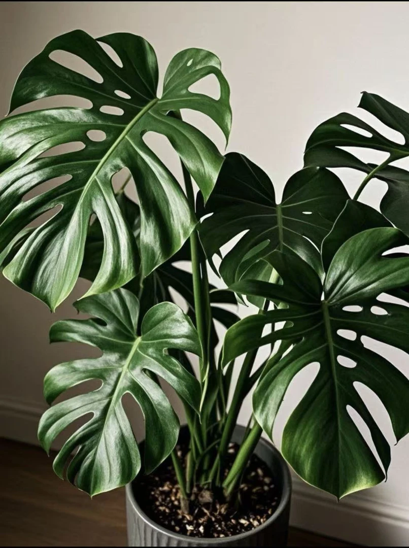 客厅大型绿植龟背竹 四季常绿好打理 吸甲醛净化空气网红观叶植物