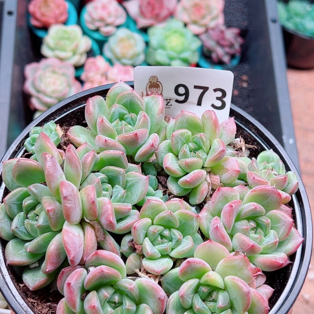 多肉植物多肉植物