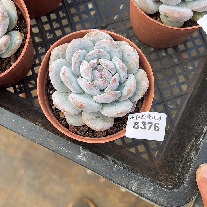 阿雅园艺。        8376星影