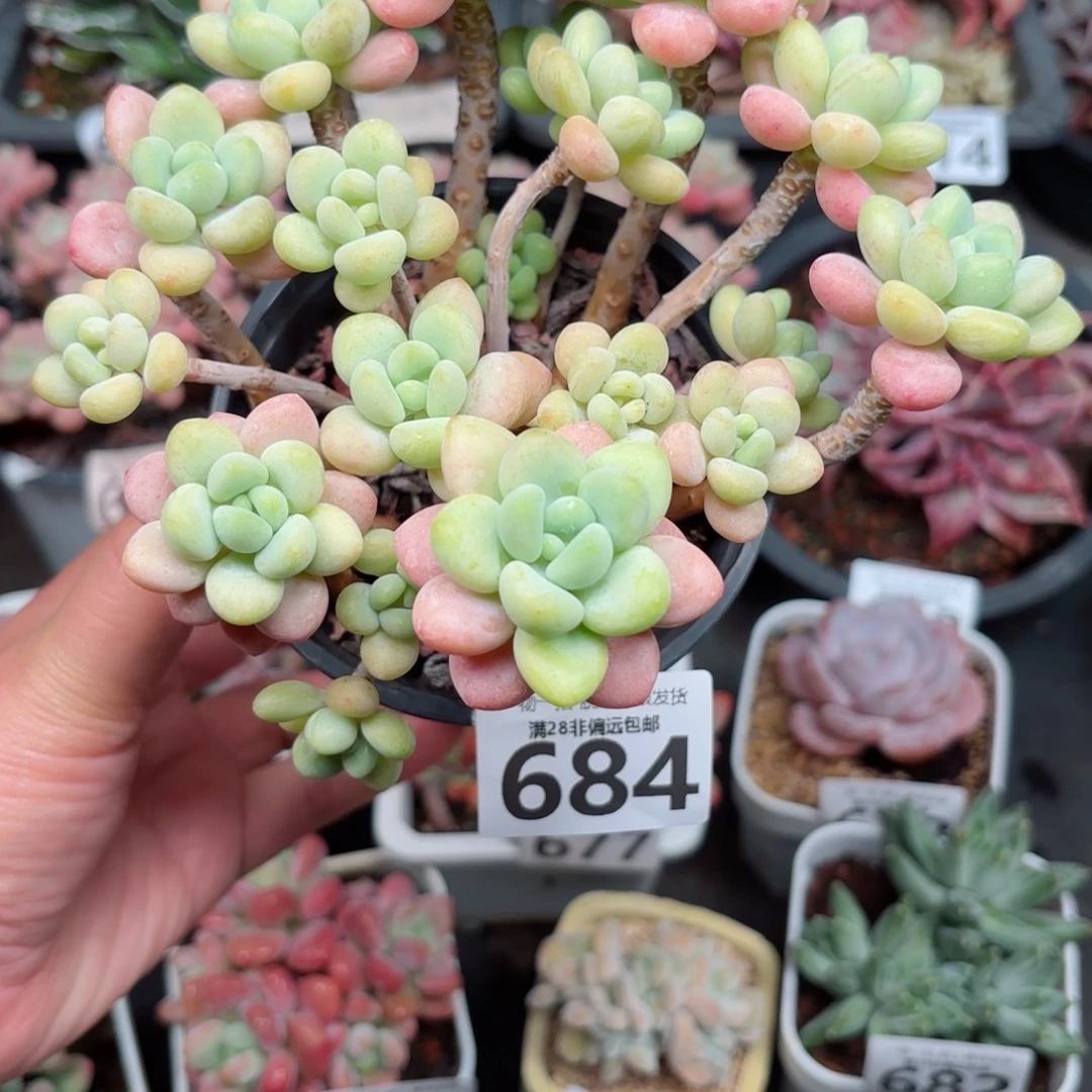 奶白糖无盆土发货