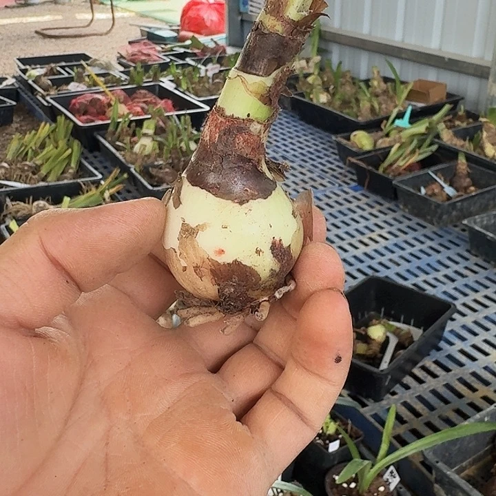 追梦朱顶红一棵4.0