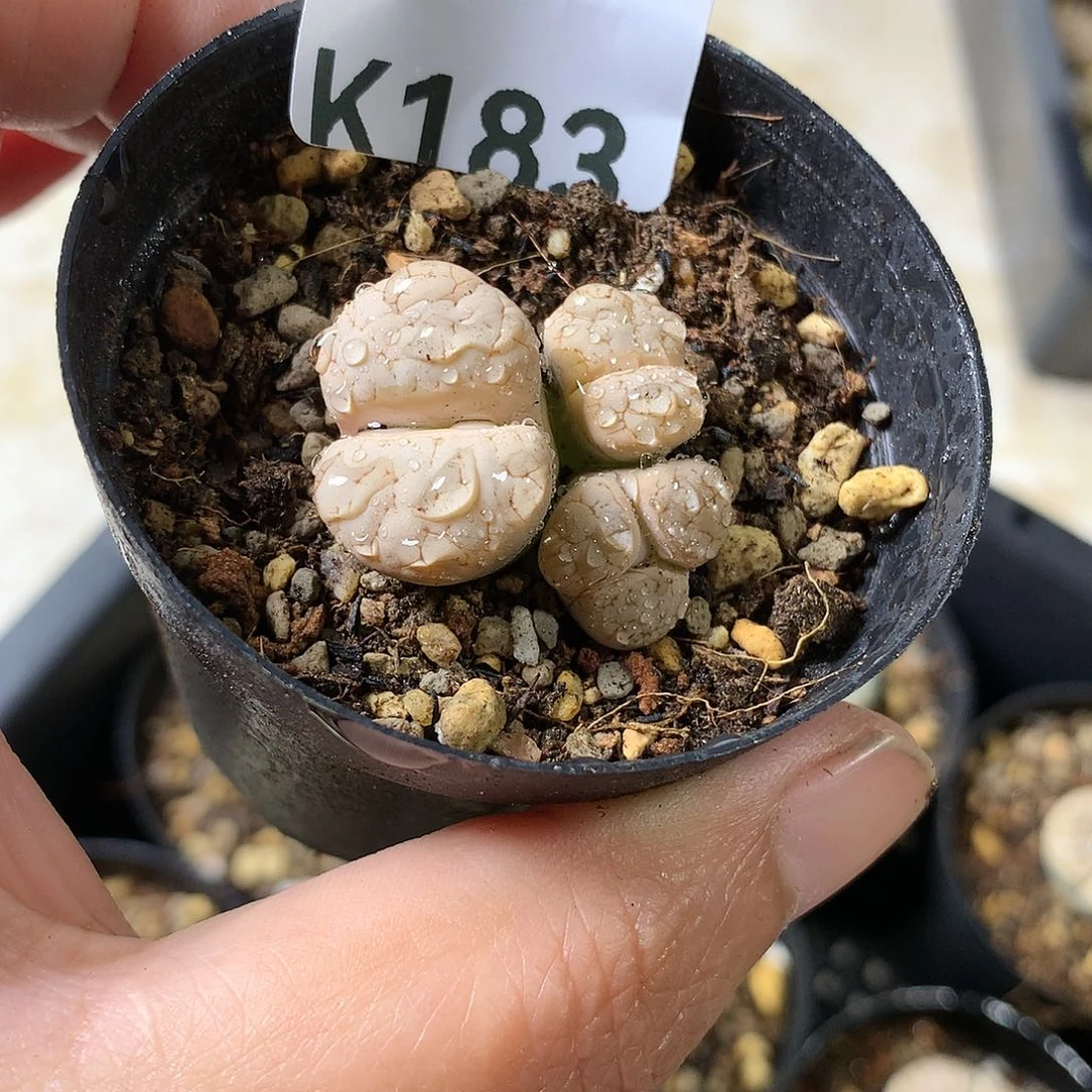 可*K183多肉植物保护