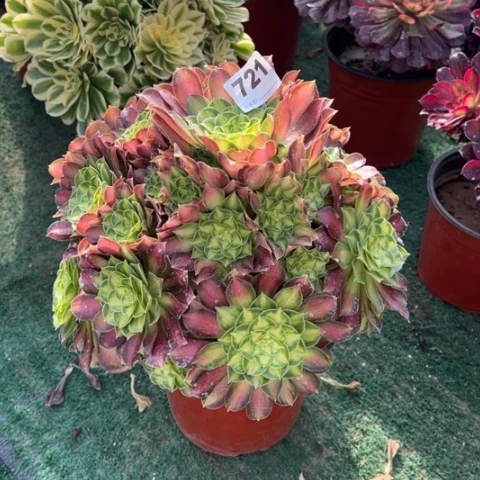 721韶华手捧多肉，