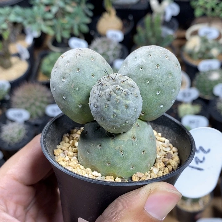 米奇习志野321号6.5cm