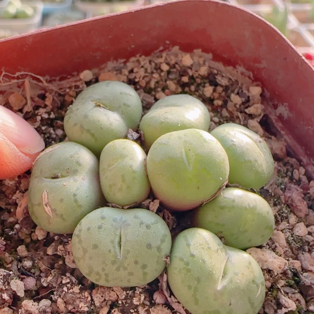 【闪购商品】21465